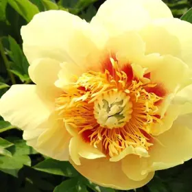 Pæon 'Prairie Charm'