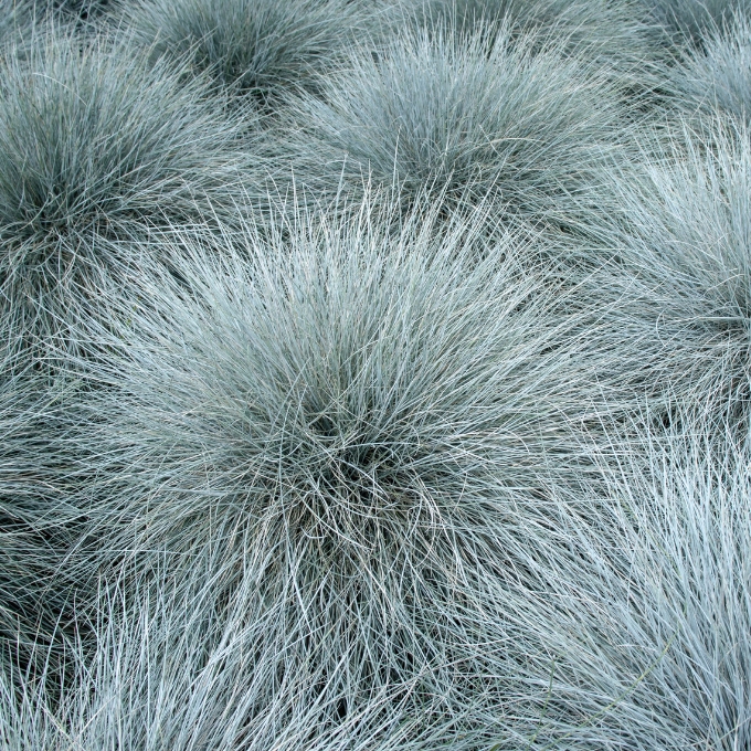 Blå Bjørnegræs 'Azura Blue'