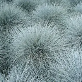 Blå Bjørnegræs 'Azura Blue'