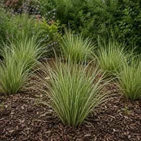 Kalmus 'Argenteostriatus'