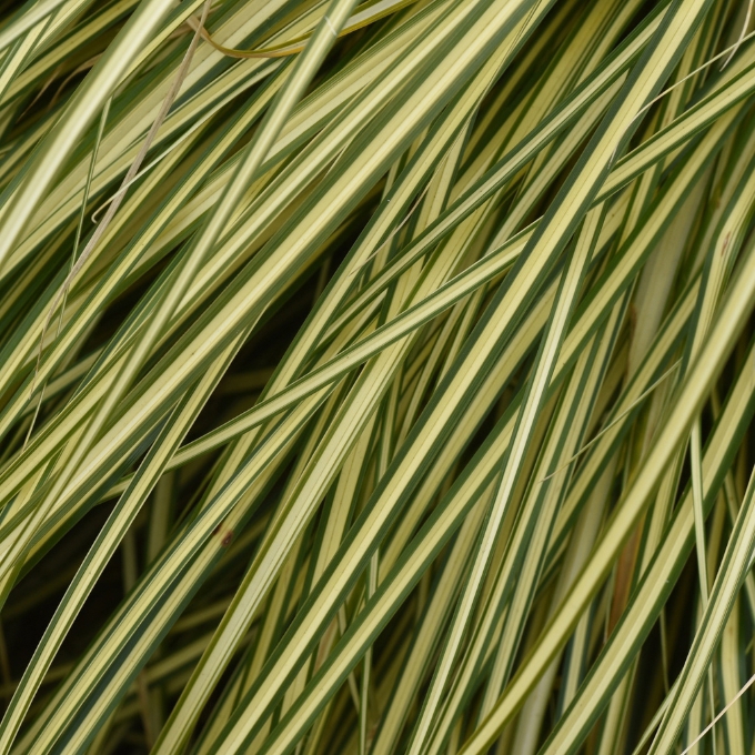 Japansk Star 'Variegata'