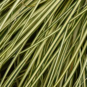 Japansk Star 'Variegata'
