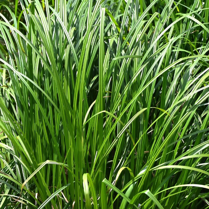 Japansk Star 'Irish Green'
