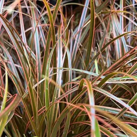 Prydgræs 'Everflame'