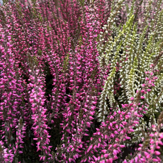 Efterårslyng ‘Garden Girls’