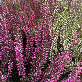 Efterårslyng ‘Garden Girls’
