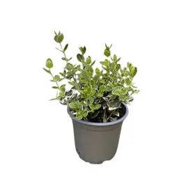 Krybende benved 'Emerald Gaiety'