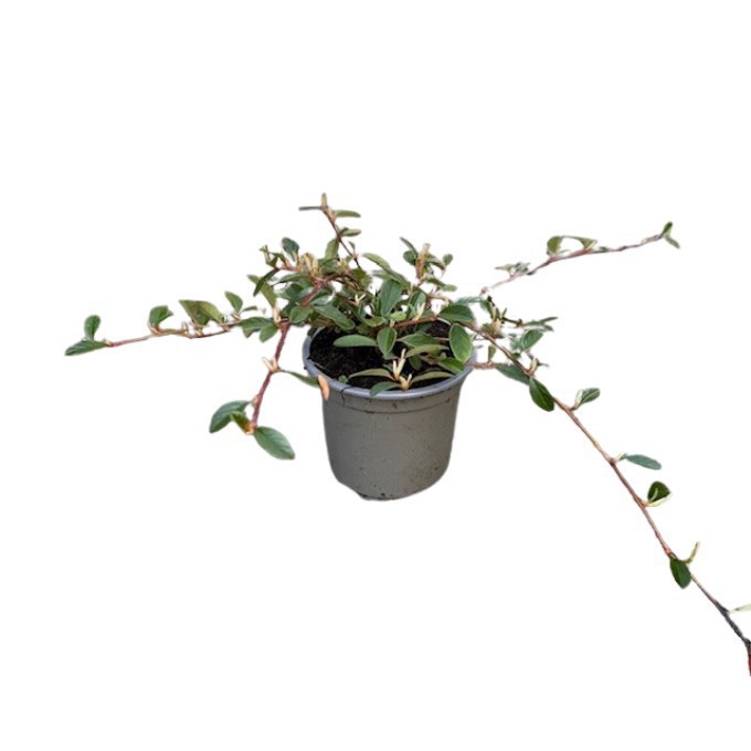 Krybende dværgmispel 'Radicans'