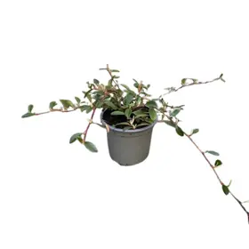 Krybende dværgmispel 'Radicans'