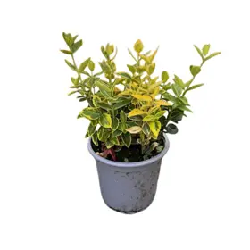 Krybende benved 'Emerald Gold'