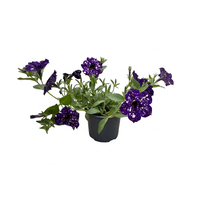 Petunia ‘Sky family’