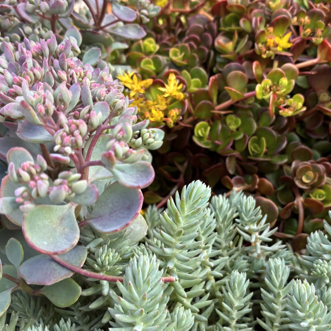Sedum i lerpotter
