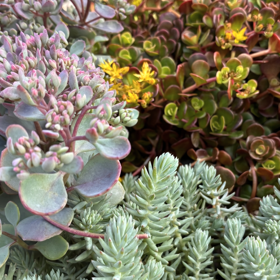 Sedum i lerpotter