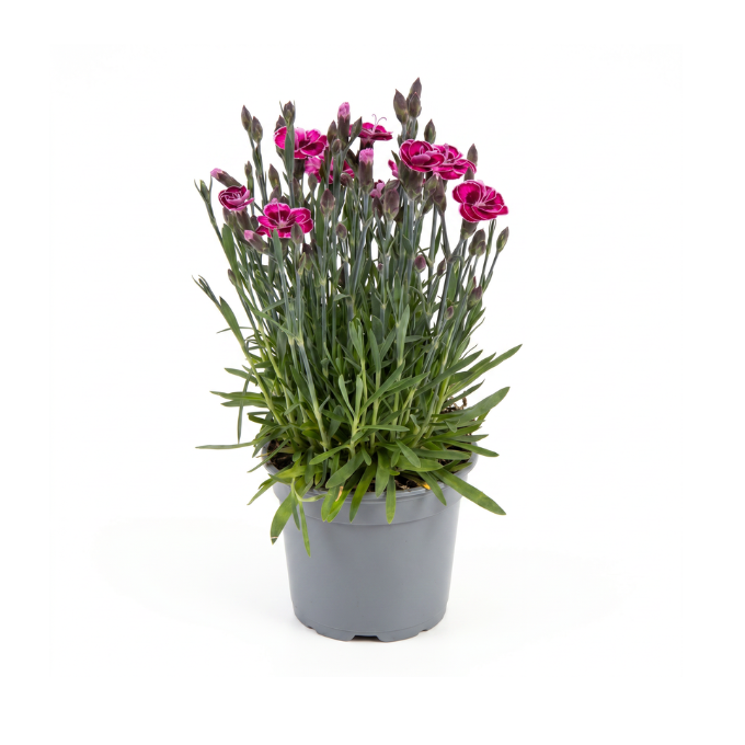 Nellike ‘Purple Wedding’