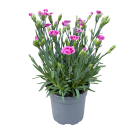 Nellike ‘Pink Kisses’