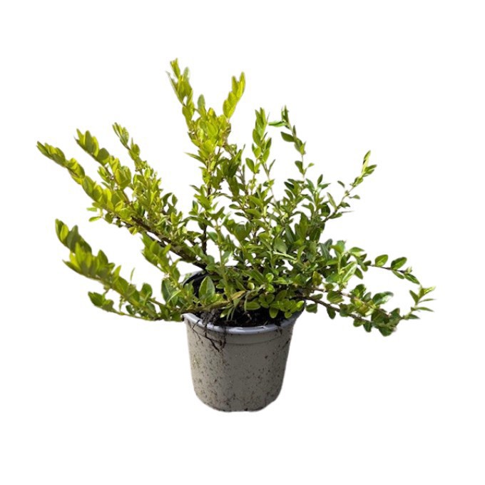 Myrtegedeblad 'Maigrün'