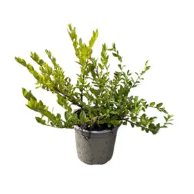 Myrtegedeblad 'Maigrün'