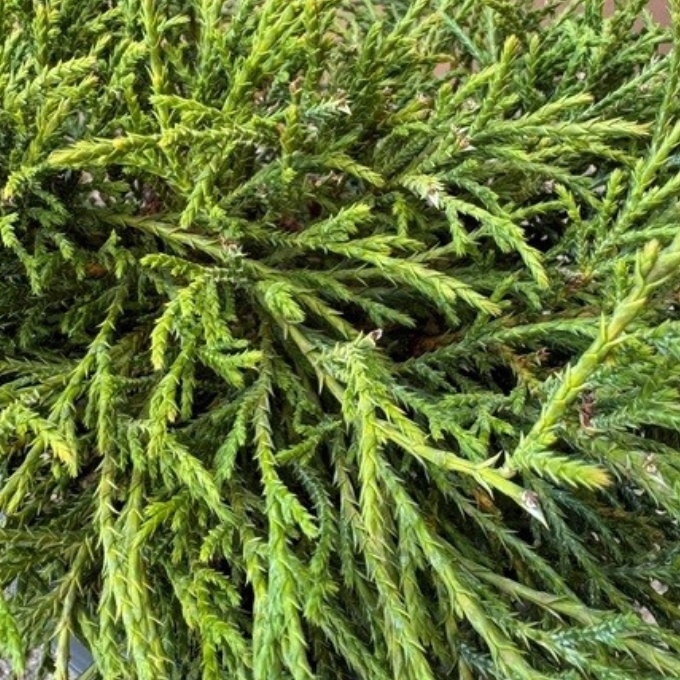 Trådcypres 'Filifera Nana'