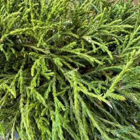 Trådcypres 'Filifera Nana'