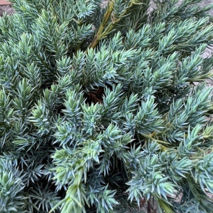Dværgenebær ‘Blue Carpet’