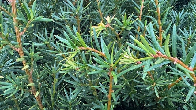 Taks 'Densiformis'
