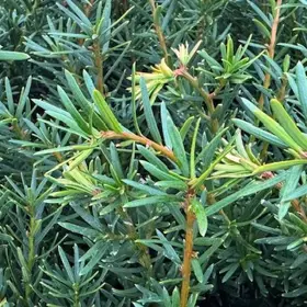 Taks 'Densiformis'