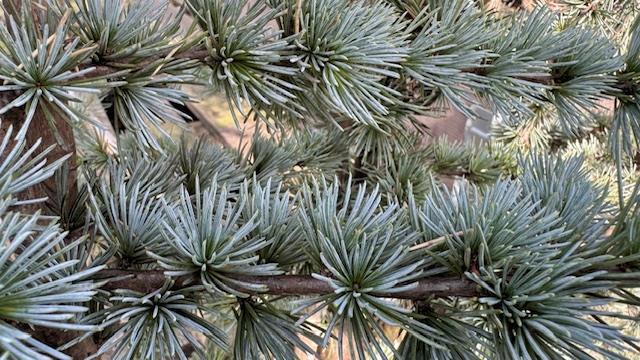 Blå Atlasceder 'Glauca'