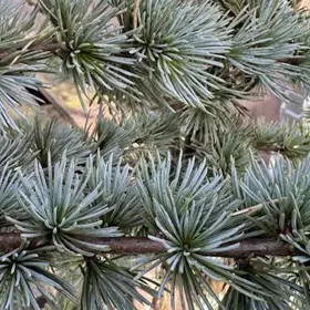 Blå Atlasceder 'Glauca'