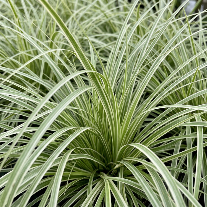 Kalmus 'Argenteostriatus'