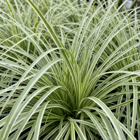 Kalmus 'Argenteostriatus'