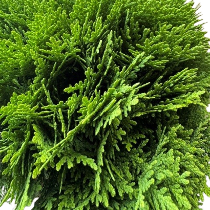 Kuglethuja 'Danica'