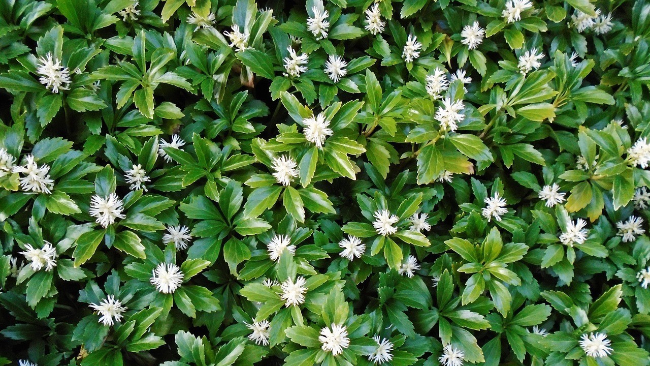 Vinterglans 'Compacta'