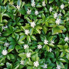 Vinterglans 'Compacta'
