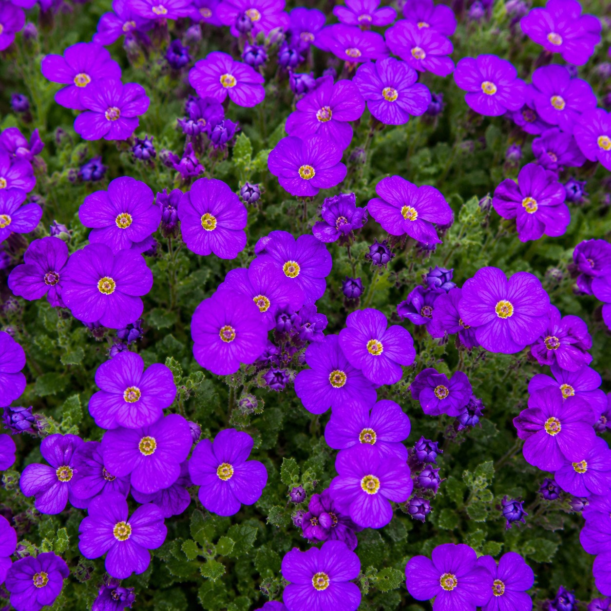 Blåpude 'Violet with Eye'