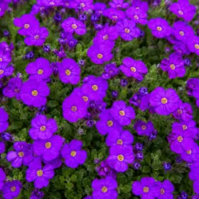 Blåpude 'Violet with Eye'