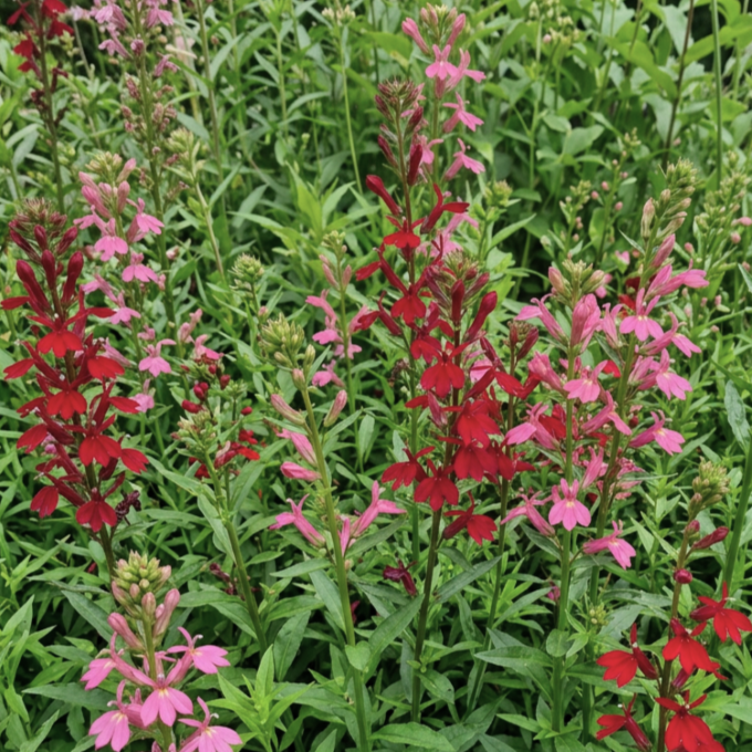 Pragtlobelia