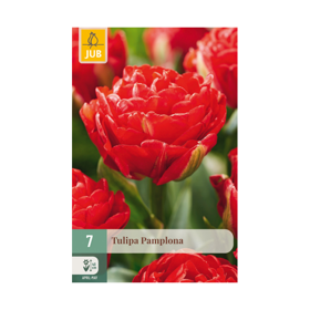 Tulipan ‘Pamplona’