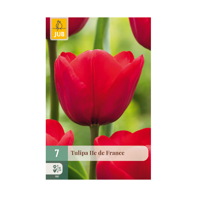 Tulipan ‘Ile de France’