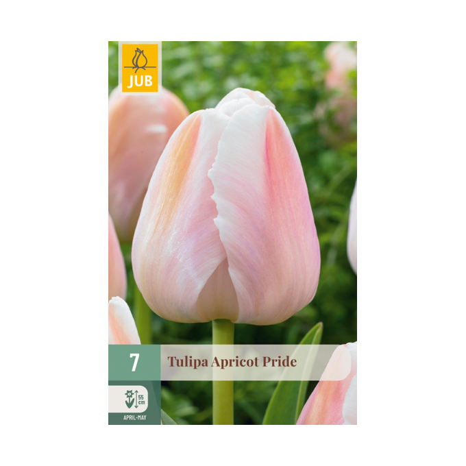 Tulipan ‘Apricot Pride’