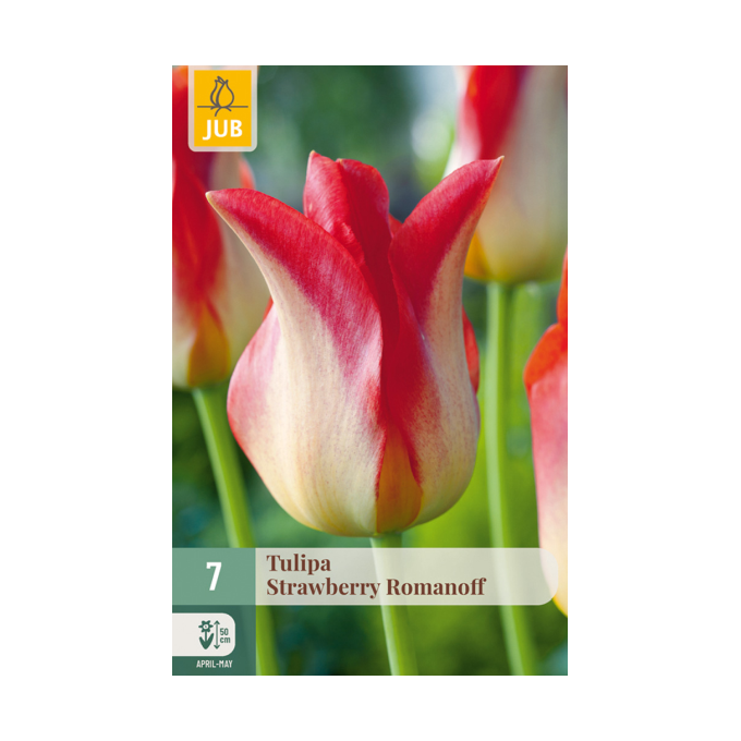 Tulipan ‘Strawberry Romanoff’