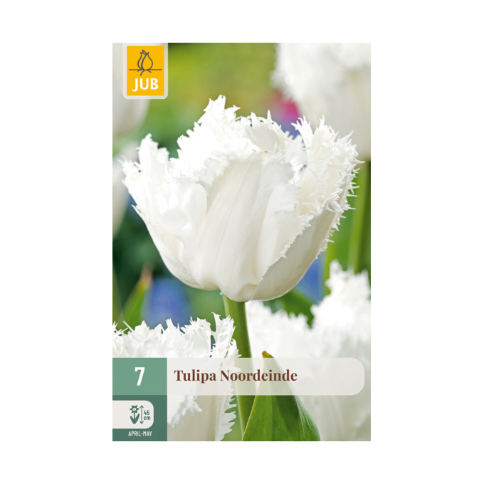Tulipan ‘Noordeinde’