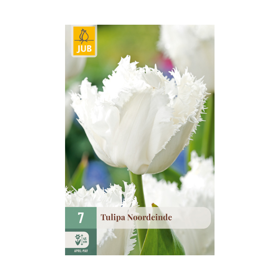 Tulipan ‘Noordeinde’
