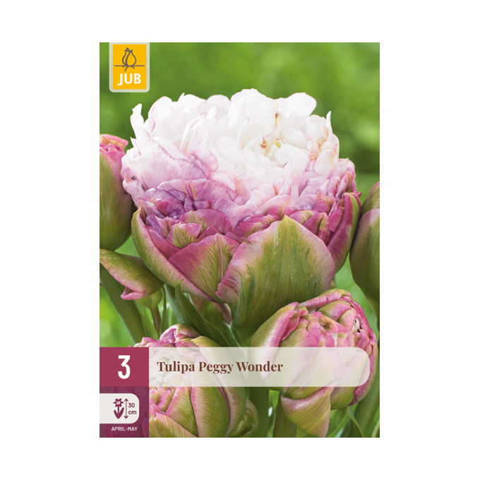 Tulipan ‘Peggy Wonder’
