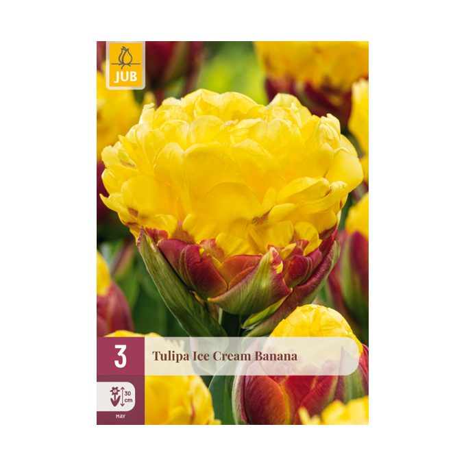 Tulipan ‘Ice Cream Banana’