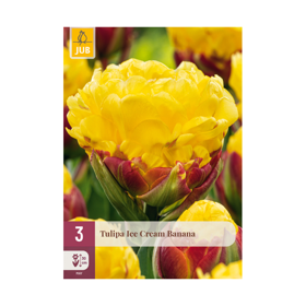 Tulipan ‘Ice Cream Banana’