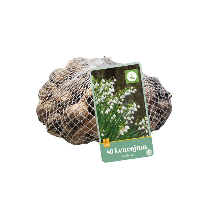 Sommer-hvidblomme