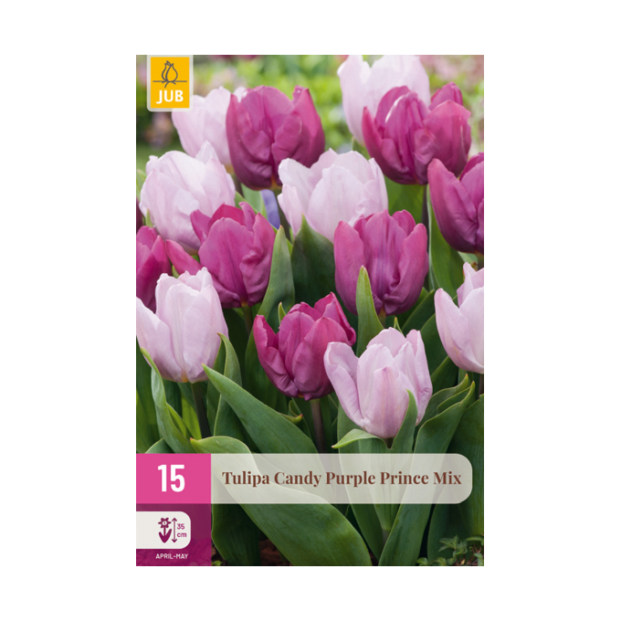 Tulipanblanding ‘Candy Purple Prince’