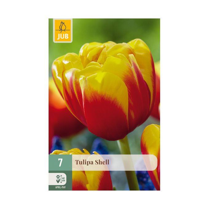 Tulipan ‘Shell’