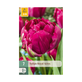 Tulipan ‘Royal Acres’