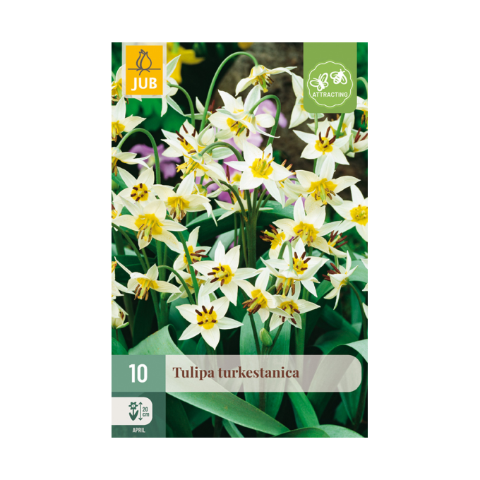Turkestansk tulipan